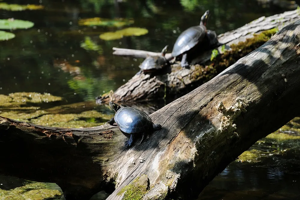 water-fauna-bird-reflection-leaf